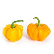 Jamaican Scotch Bonnet Pepper Seeds