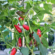 Salkim Biber Pepper Seeds