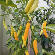 Yellow Aji Limon Pepper Seeds