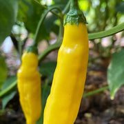 Aji Lemon Drop Pepper Seeds