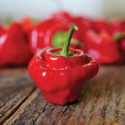 Mushroom Cap Pepper Seeds