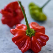Aji Brazilian Starfish Pepper Seeds