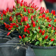 Chile Pequin Pepper Seeds