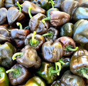 Chilhuacle Pepper Seeds