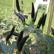 Cobra Pepper Seeds