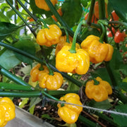 MOA Yellow Scotch Bonnet Pepper Seeds