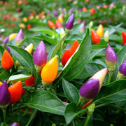 Ornamental Pepper Seeds