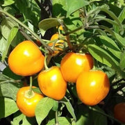 Rocoto Yellow Pepper Seeds