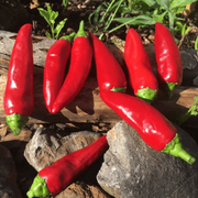 D'Espelette Pepper Seeds