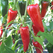 Espelette Pepper Seeds