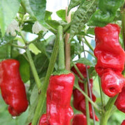 Green Chili Willy & Peter Pepper Seeds
