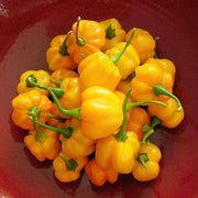 Jamaican Scotch Bonnet Pepper Seeds