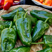 Poblano Pepper Seeds