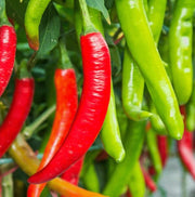 Red Chili Will Pepper Seeds