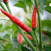 Ree Chilies Pepper Seeds