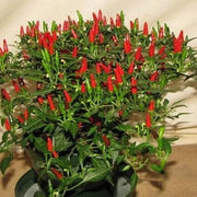 Thai Sun Pepper Seeds