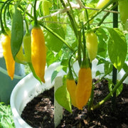 Yellow Aji Limon Pepper Seeds