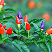 mixed Pepper Seeds