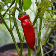 Aleppo Pepper Seeds