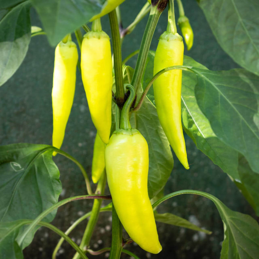 Banana Pepper Seeds