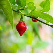 Biquinho Pepper Seeds