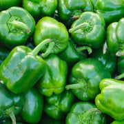 Capsicum Pepper Seeds
