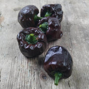 Chilhuacle Pepper Seeds