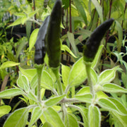 Cobra Pepper Seeds