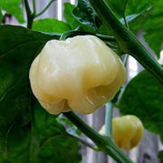 Spicy Pepper Seeds