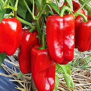 Giant Pepper Seeds