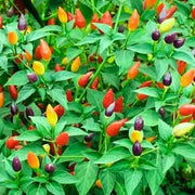 mixed Pepper Seeds