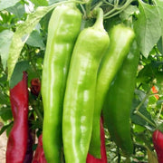 Big Jim Pepper Seeds