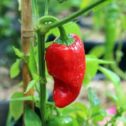 Leutschauer Pepper Seeds