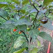 Mata Frade Pepper Seeds