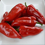 Piquillo Pepper Seeds