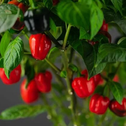 Aji Cubano Dulce Cachucha Pepper Seeds