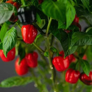 Aji Cubano Dulce Cachucha Pepper Seeds