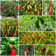 Pepper Seeds - All In One For Home Gardens