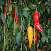 Pepper Seeds - All In One For Home Gardens