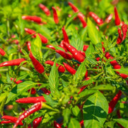 Pepper Seeds - All In One For Home Gardens