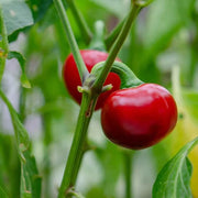 Cherry Pepper Seeds