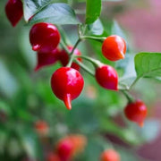 Chupetinha Pepper Seeds