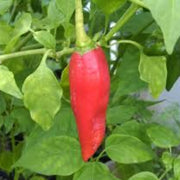 Dedo de Moca Pepper Seeds
