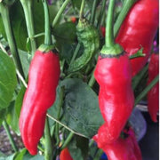 Dedo de Moca Pepper Seeds