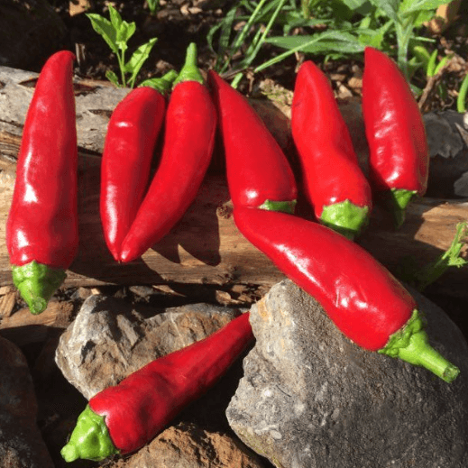 Espelette Pepper Seeds