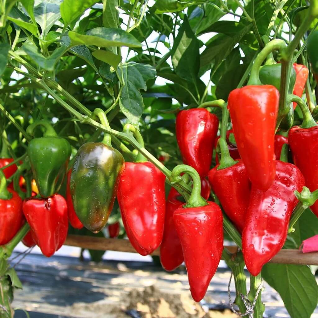 Giant Pepper Seeds
