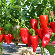 Giant Pepper Seeds