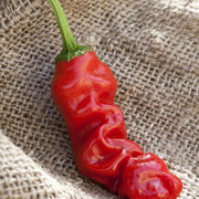 Green Chili Willy & Peter Pepper Seeds
