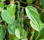 Green Piper Nigrum Pepper Seeds