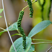 Green Piper Nigrum Pepper Seeds
